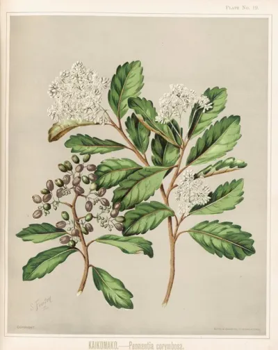 Kaikomako Pennantia Corymbosa Plate 19