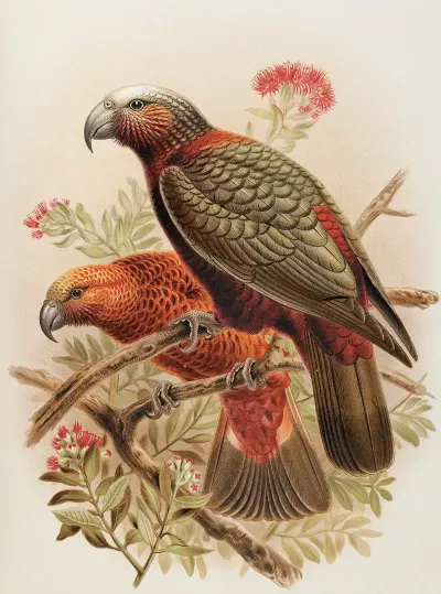 Kaka Parrot And Variety Kaka Kura Nestor Meridionalis
