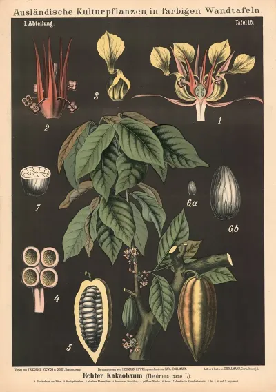 Kakaobaum Theobroma Cacao L
