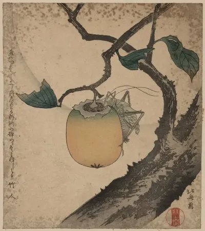Kaki Ni Kirigirisu