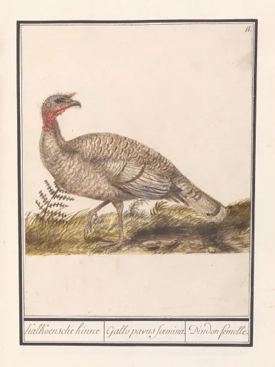 Kalkoen Meleagris Gallopavo 2