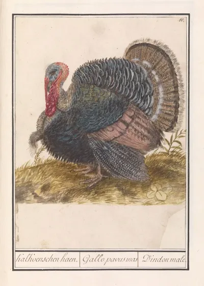 Kalkoen Meleagris Gallopavo