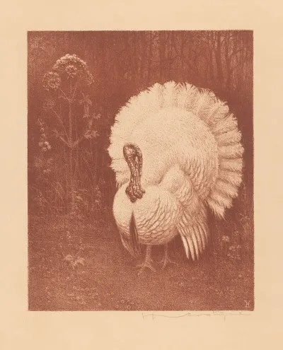Kalkoen