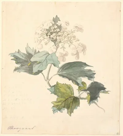 Kalkved Viburnum