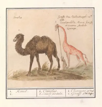 Kameel Camelus Ferus Bactrianus En Giraffe Giraffa