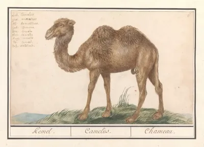 Kameel Camelus Ferus Bactrianus Kemel Camelus Chameau