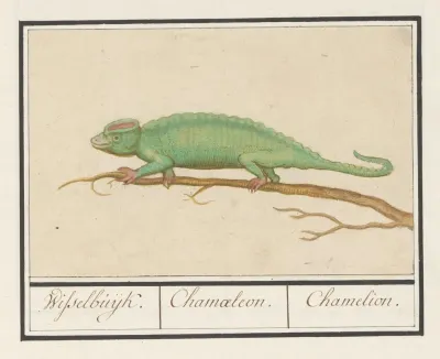 Kameleon Chamaeleonidae Wisselbuijk Chamaeleon Chamelion