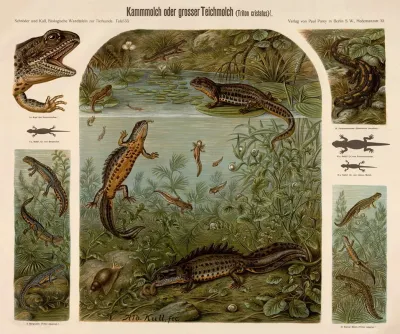 Kammolch Oder Grosser Teichmplch Triton Cristatus