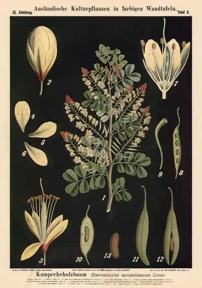 Kampecheholzbaum Haematoxylon Campecheanum Linne