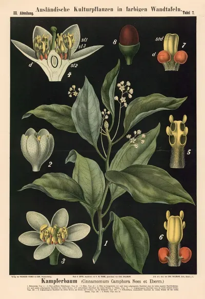 Kampferbaum Cinnamomum Camphora Nees Et Eberm