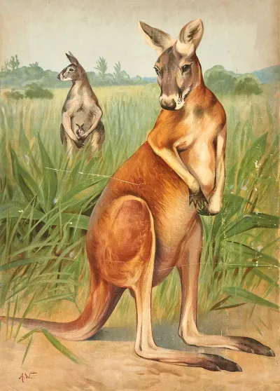 Kangaroo 4