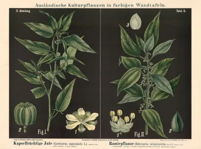 Kapselfruchtige Jute Corchorus Capsu Laris L Ramiepflanze Bohmeria Tenacissima Gaud