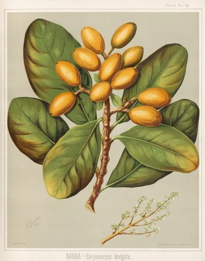 Karaka Corynocarpus Ioevigata Plate 24