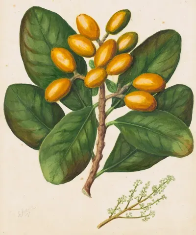 Karaka