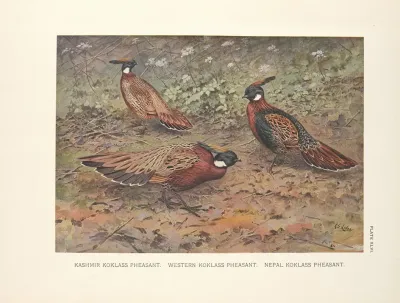 Kashmir Koklass Pheasant Western Koklass Pheasant Nepal Koklass Pheasants