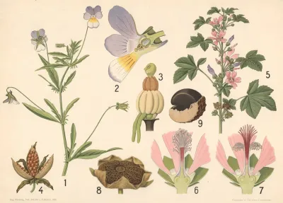 Katost Og Stedmoderblomst
