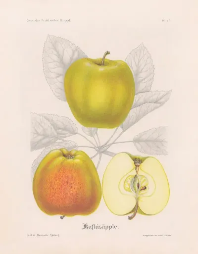 Kavlasapple