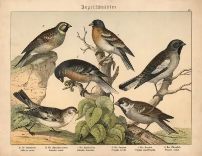 Kegelschnabler