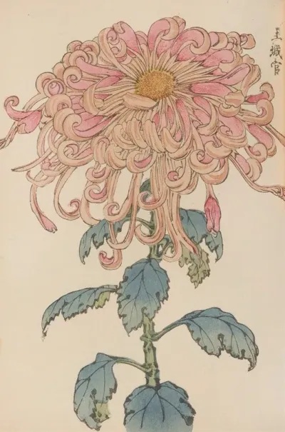 Keika Hyakugiku Pl 06