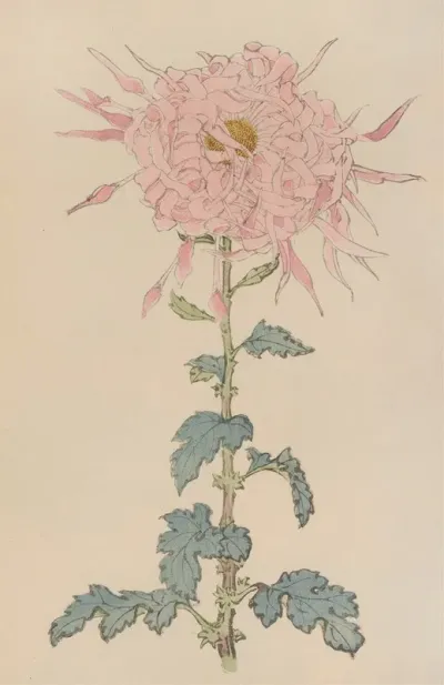 Keika Hyakugiku Pl 09