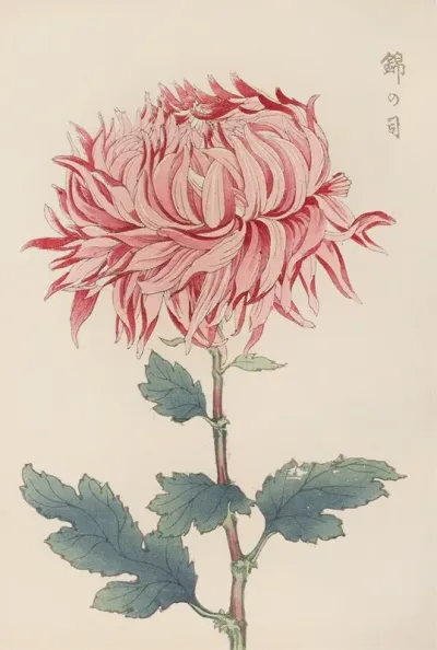 Keika Hyakugiku Pl 20
