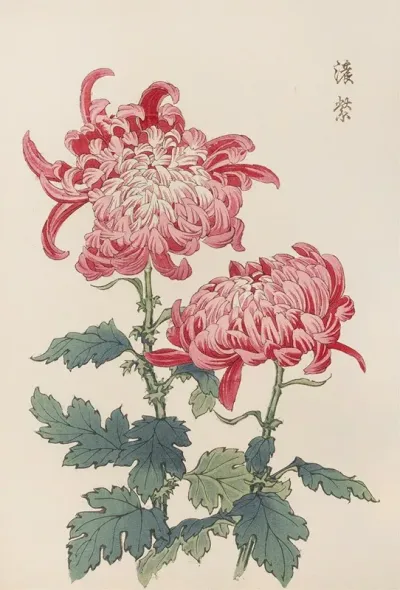 Keika Hyakugiku Pl 23