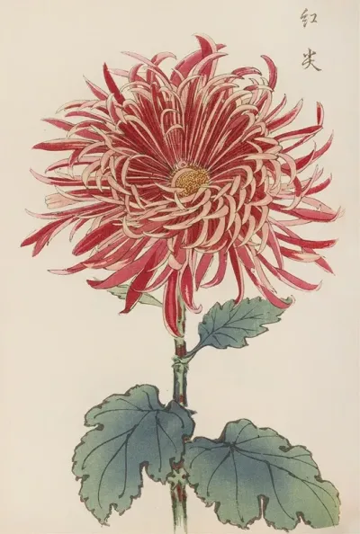 Keika Hyakugiku Pl 27