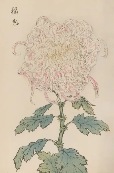 Keika Hyakugiku Pl 34