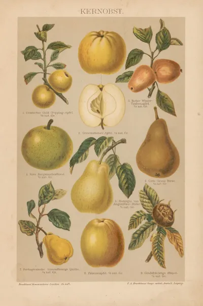 Kernobst