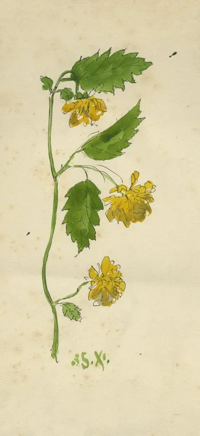 Kerria Japonica Of Ranonkelstruik