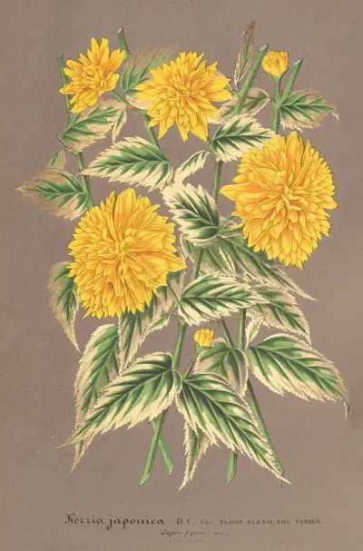 Kerria Japonica Var Fol Argenteo Variegatis