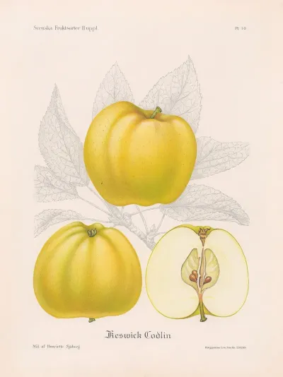 Keswick Codlin