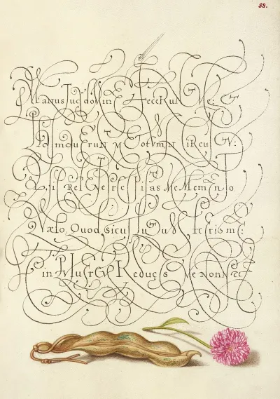 Kidney Bean And English Daisy