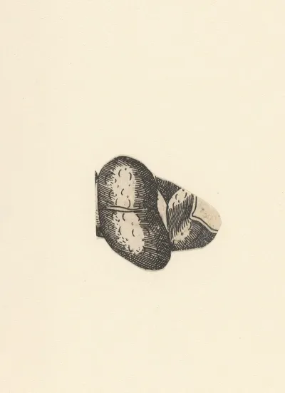 Kidney