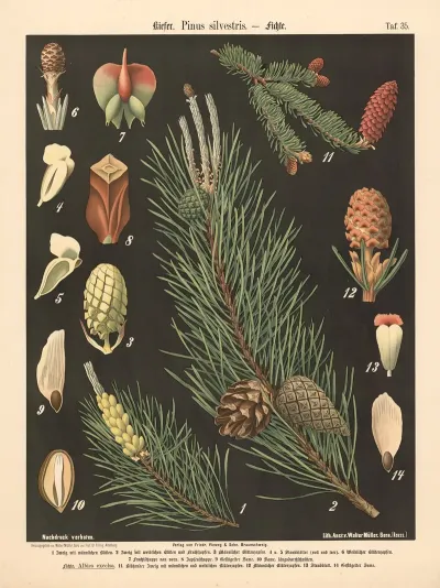 Kiefer Pinus Silvestris