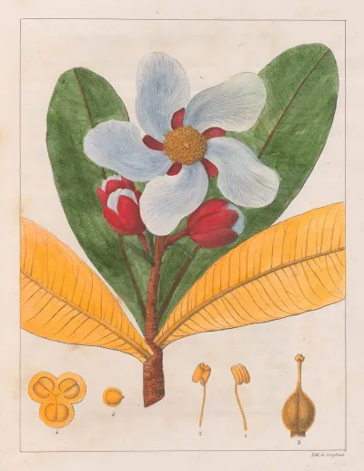 Kielmayera Speciosa V A