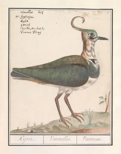 Kievit Vanellus Vanellus