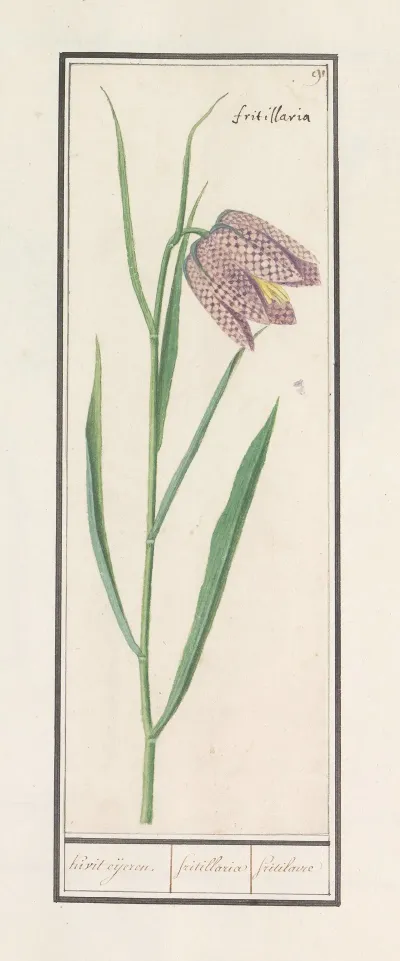 Kievitsbloem Fritillaria Meleagris