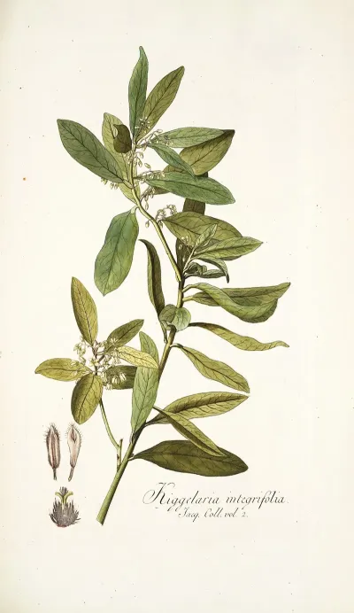 Kiggelaria Integrifolia