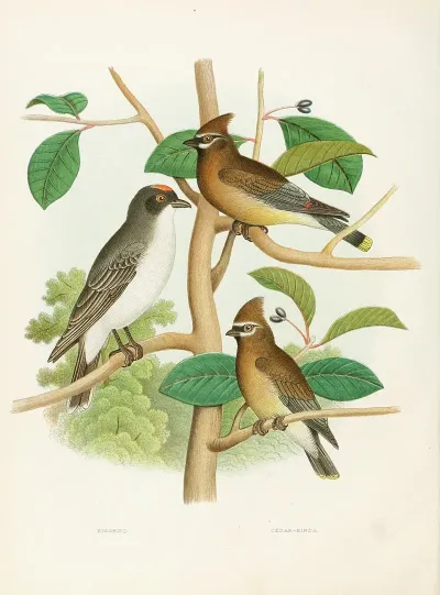 Kingbird Cedar Birds