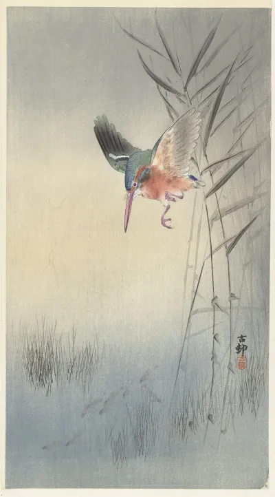 Kingfisher Hunting For Fish