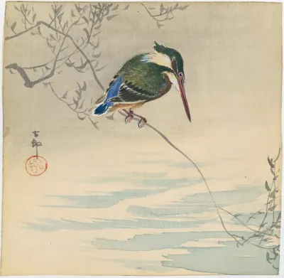 Kingfisher
