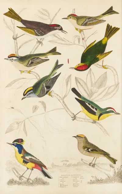 Kinglets