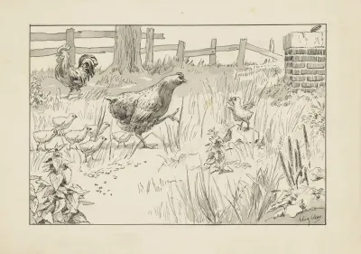 Kip En Kuikens In Een Omheind Veld 2