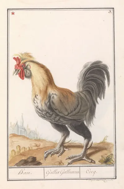 Kip Gallus Gallus Domesticus