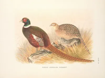 Kirghiz Mongolian Pheasant Phasianus Colchicus Mongolicus