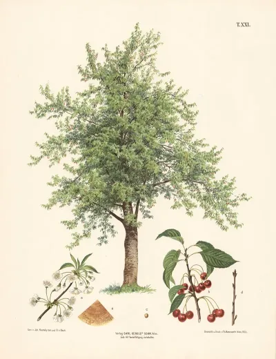Kirsebaertrae