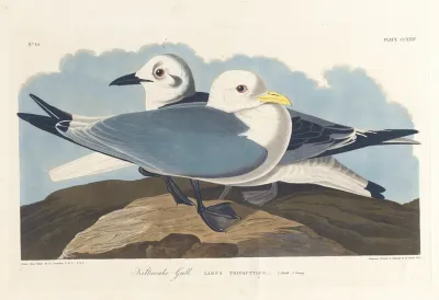 Kittiwake Gull