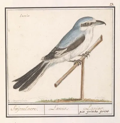 Klapekster Lanius Excubitor Swijmelaere Lanio Lanier Pie Grieche Grise