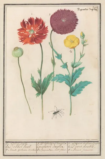 Klaproos Of Papaver Papaver